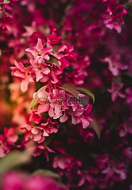 盛開,開花,特寫