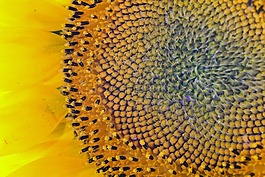太陽花,宏,詳細