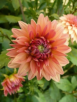 菊花,橙,性質(zhì)