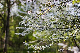 盛開,開花,植物區(qū)系