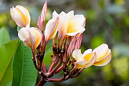 性質(zhì),花,植物