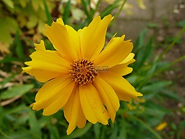 黃色,花,黃色花