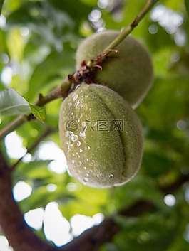 水果,雨滴,樹