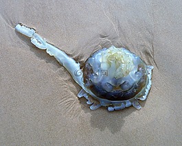 動物,水母,海灘