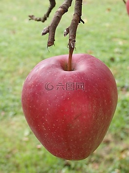 蘋果,紅色,水果