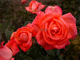 玫瑰,花,性質(zhì)