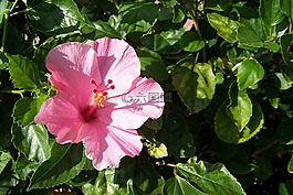 花,芙蓉花,性质