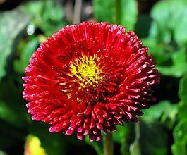 花,開花,關(guān)閉