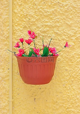 鮮花,報(bào)春花,鍋