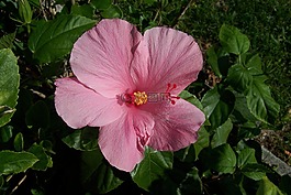 花,芙蓉花,性质