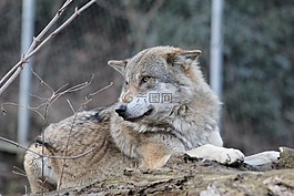 狼,野生動物,野生動物公園