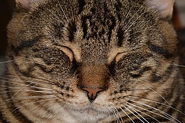 貓,動物,貓臉