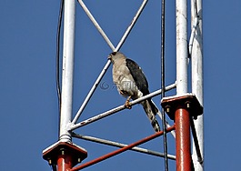 shikra,鷹栗,捕食鳥