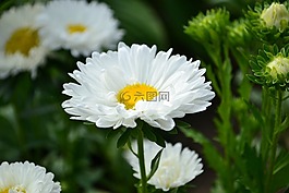 鮮花,夏季,性質(zhì)