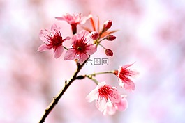 櫻花,鮮花,冬天