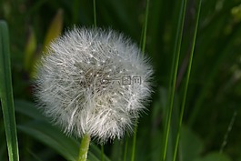 鮮花,夏季,性質