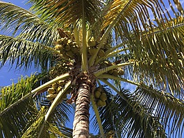 棕櫚,佛羅里達(dá),樹(shù)