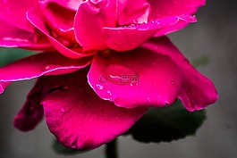 粉紅色,花瓣,玫瑰