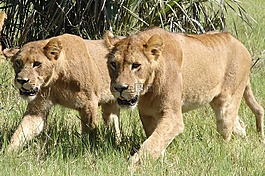 獅子,野生,動物