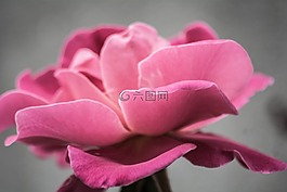 粉紅色,花瓣,玫瑰