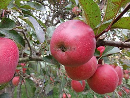 蘋果,紅色,樹
