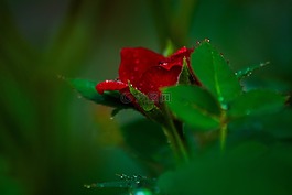 紅色,玫瑰,花瓣