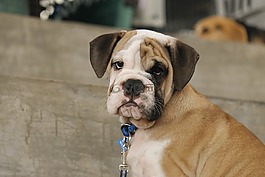 小狗,狗,斗牛犬