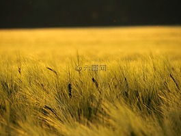 原野,自然,夏天