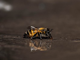 蜜蜂,昆蟲,動物