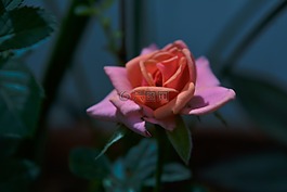 粉紅色,花瓣,玫瑰