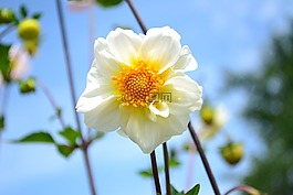 鮮花,夏季,性質(zhì)