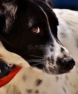 狗,動物,查看
