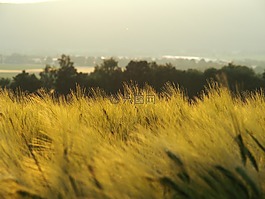 原野,自然,夏天