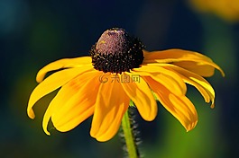 太陽帽子,花,開花