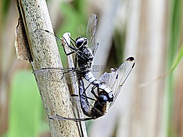 昆蟲(chóng),性質(zhì),動(dòng)物