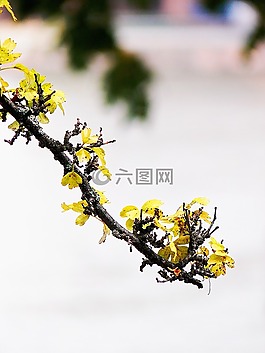 科,葉子,樹