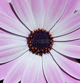 花,雏菊,紫色