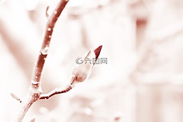 春,盛開,水華