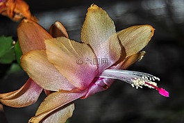仙人掌,weihnachtskaktus,蓬勃發(fā)展