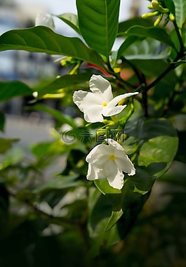 茉莉花,早晨的阳光,白