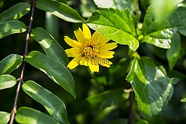 野雛菊,綠葉,天性