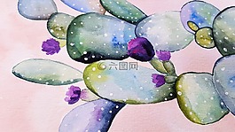 仙人掌,花,植物