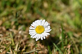 花,黛西,春天