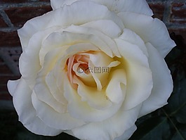 玫瑰,花,性質(zhì)