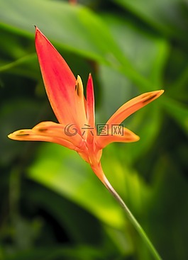 百合,紅色,天性