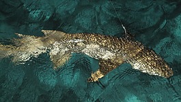 鯊魚,釣魚,捕捉