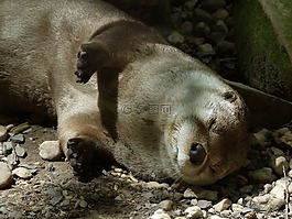 奧特,睡眠,野生動物