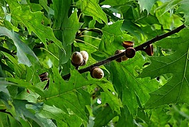 橡子,橡樹(shù),性質(zhì)