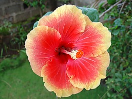 花,槿,開花