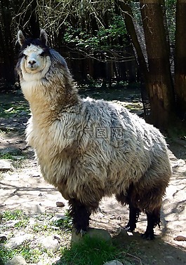 駝,動物,哺乳動物